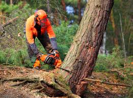 Best Seasonal Cleanup (Spring/Fall)  in Charlack, MO