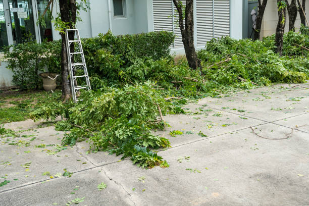 How Our Tree Care Process Works  in  Charlack, MO